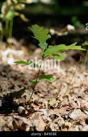 Small Oak Growing From An Acorn Stock Photo Alamy