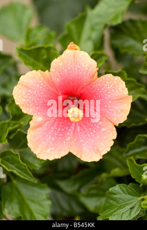 Tropical Pink Hibiscus Growing In Jamaica Stock Photo Alamy