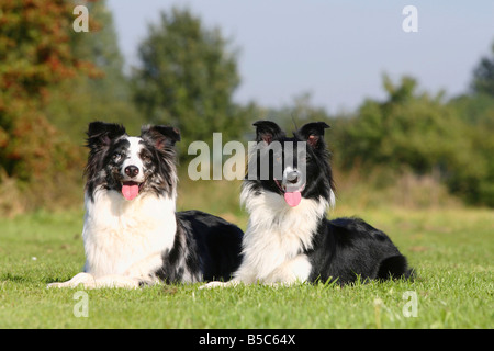 australian shepherd black and white australian shepherds blue merle and black and white stock photo australian shepherd black and white australian shepherds blue merle and black and white stock photo
