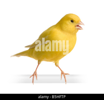 Yellow Canary Serinus Canaria On Its Perch In Front Of A White