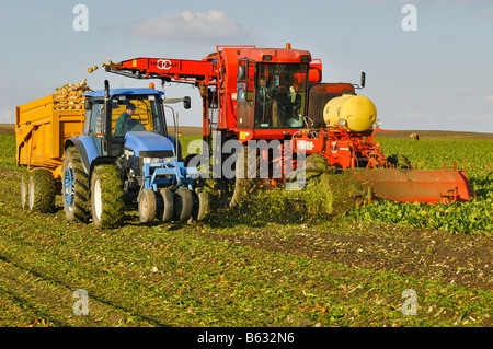 Beet Harvester Pulls Up The Sugar Beets And Filled The Tractor Trailer