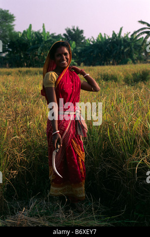 farmer india alamy field andhra pradesh working indian south sunderbans bengal harvest rice west woman