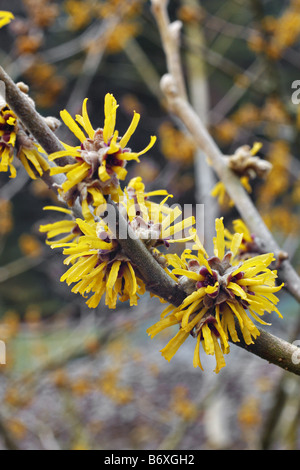 hamamelis brevipetala stock photo royalty free image hamamelis brevipetala stock photo royalty free image