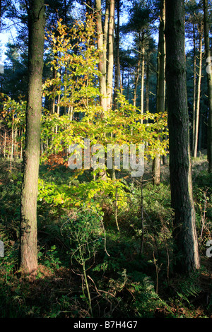 a tree in macclesfield forest cheshire uk decorated for a tree in macclesfield forest cheshire uk decorated for