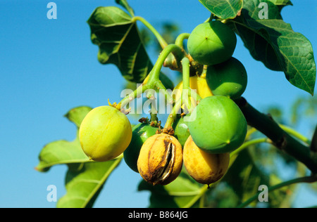 Asia Jatropha Oil 83