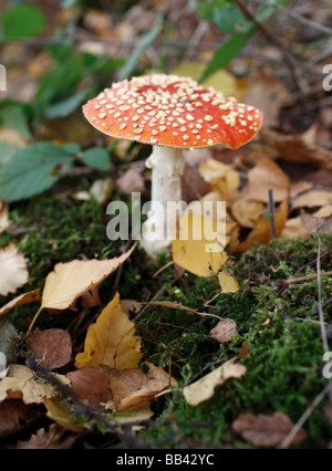 Stock Photo Of Fly Agaric Mushrooms Stock Photo Alamy