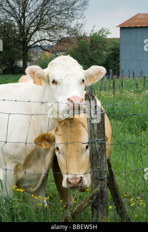 Cow Looking Barbed Wire Fence Stock Photo Alamy