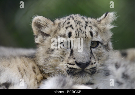 snow-leopard-cubs-in-the-wild-bcbgkb.jpg