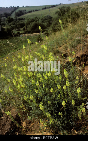 Yellow mignonette Wild mignonette Reseda lutea inflorescences 