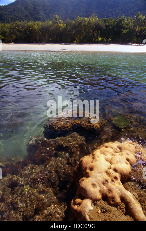 Coral Reef Fringing Rainforest Beaches Of Daintree National Park North