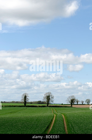 Tracks Leading Through Wheat Field Dorset England Stock Photo Alamy