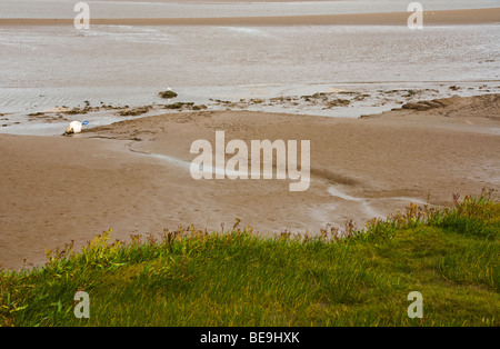 Salt Marsh And Mud Flats Alongside The River Kent Estuary At Arnside