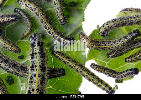 sawfly gooseberry larvae alamy caterpillars broccolli