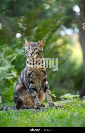 an overview of the small carnivorous animal felis catus The cat (felis silvestris catus), also known as the domestic cat or housecat to distinguish it from other felines and felids, is a small carnivorous mammal that is. an overview of the small carnivorous animal felis catus The cat (felis silvestris catus), also known as the domestic cat or housecat to distinguish it from other felines and felids, is a small carnivorous mammal that is.