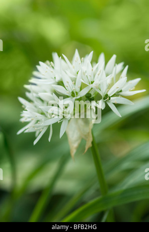 White Flower Allium Ursinum Wild Garlic Liliacee In Black Stock Photo