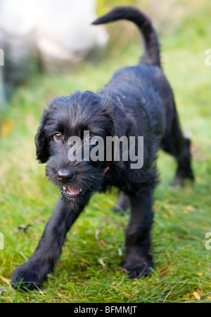 puppy week at home 9 week labradoodle puppy at home in the garden after being taken stock photo puppy week at home 9 week labradoodle puppy at home in the garden after being taken stock photo