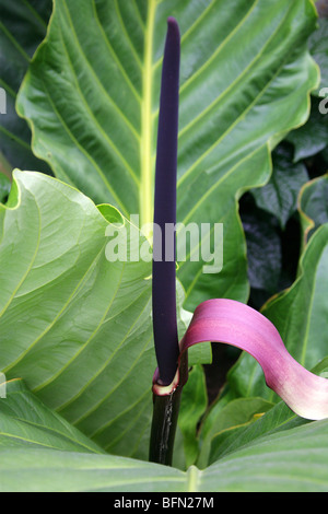 Anthurium Jenmanii Araceae Trinidad Tobago To Brazil Surinam