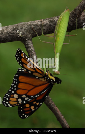 Close Up Of Monarch Butterfly Ny Stock Photo Alamy