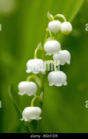 Close Up Of Lily Of The Valley Stock Photo Alamy