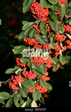 Milkflower Cotoneaster Cotoneaster Lacteus Fruits And Leaves Stock