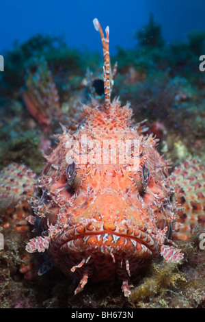 Scorpionfish Rockfish Scorpaena Scrofa Close Up Form The