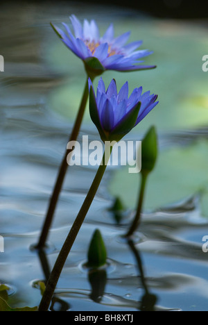 Purple Lotus Water Lily Flower And Lily Pad In A Pond Stock Photo Alamy