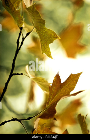 Branch Of Bright Autumn Leafs Close Up Stock Photo Alamy