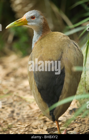 Close Up Of A Giant Wood Rail Aramides Ypecaha Ibera Marshes