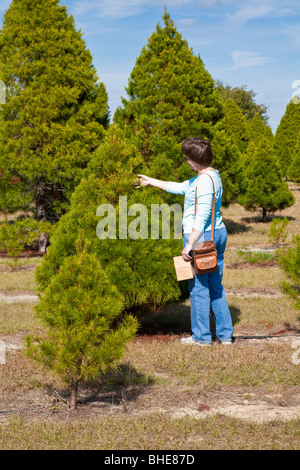 awesome picture of christmas tree farms florida fabulous awesome picture of christmas tree farms florida fabulous