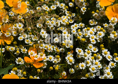 Wild Poppies And Feverfew Stock Photo Alamy