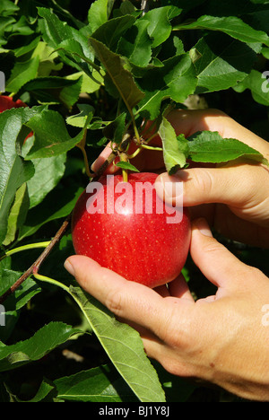 Apple Harvest Pfel Apfel Ernte Apfelernte Apfel Ernte Kultur