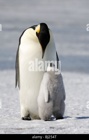 Emperor Penguin Aptenodytes Forsteri Adult Standing On Ice Stock