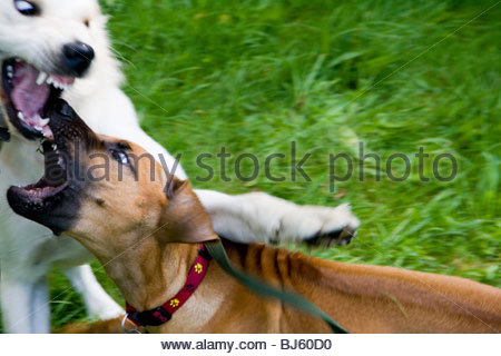 angry golden retriever angry golden retriever puppy stock photo royalty free image 310129716 alamy angry golden retriever angry golden retriever puppy stock photo royalty free image 310129716 alamy