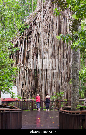 The Curtain Fig Tree A Massive Green Fig Tree Ficus Virens In The