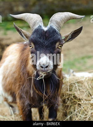 An Adult Pygmy Goat On A Farm Stock Photo, Royalty Free Image: 78964312 ...