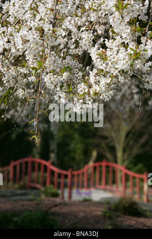 Japanese Garden Cherry Blossom Bridge best 20+ cherry blossom pictures ideas on pinterest | cherrycherry Japanese Garden Cherry Blossom Bridge best 20+ cherry blossom pictures ideas on pinterest | cherrycherry