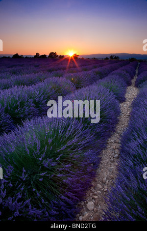 Sunset Over A Summer Lavender Field In Provence France Stock Photo Alamy