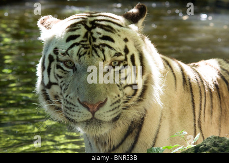 the panthera tigris essay Panthera tigris balica (bali tiger, balinese tiger) panthera tigris corbetti (corbett's tiger, indochinese tiger, indo-chinese tiger) panthera tigris jacksoni. the panthera tigris essay Panthera tigris balica (bali tiger, balinese tiger) panthera tigris corbetti (corbett's tiger, indochinese tiger, indo-chinese tiger) panthera tigris jacksoni.