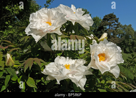 Peony Renkaku Flower White Japanese Tree Peony Stock Photo Alamy