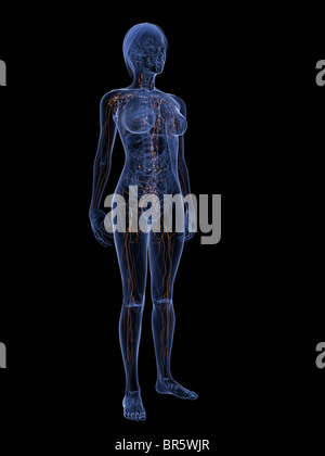 Lymphatic System Of Female Body Anatomy In X Ray Form Stock Photo Alamy