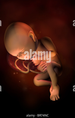 This D Medical Image Depicts Fetus At Twelve Weeks By This Point