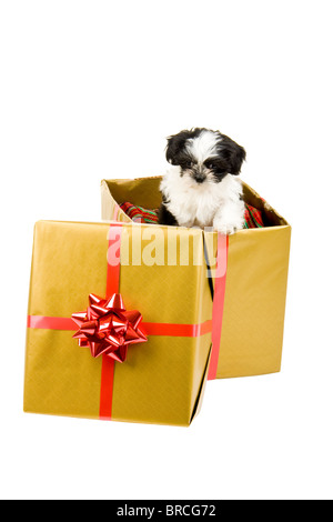 A Christmas Puppy With A Gold Bow Stock Photo Alamy