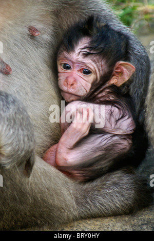 Infant Crab Eating Macaque Macaca Fascicularis Climbing Stock Photo