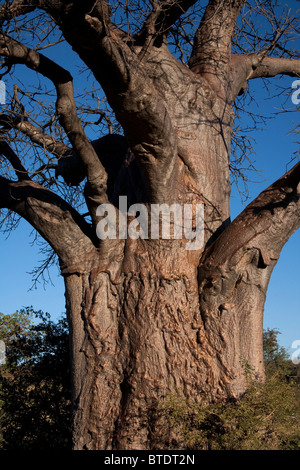 Close-up Of The Bark And Stem Of A Baobab Tree (Adansonia Digitata ...