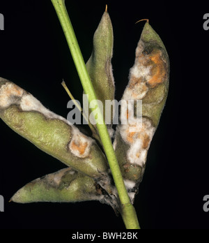 Anthracnose Colletotrichum Acutatum Mycelium On Lupin Pod Stock Photo