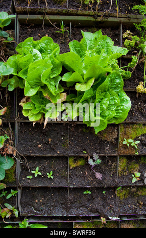 the edible garden wall vertical garden created by urban the edible garden wall vertical garden created by urban