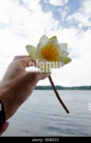 Close To A Water Lily Nymphaea Alba Stock Photo Alamy