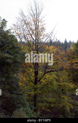 a tree in macclesfield forest cheshire uk decorated for a tree in macclesfield forest cheshire uk decorated for