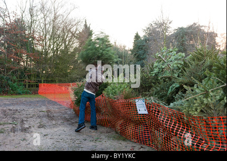 brighton tree recycling 28 images trees in brighton brighton tree recycling 28 images trees in brighton