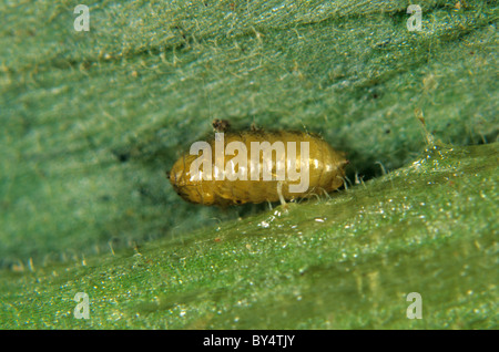 South American Leafminer Liriomyza Huidobrensis Larva In Tomato Leaf